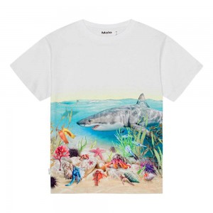 Molo Raveno T Shirts Tops Jungen Shore Sharks | CH0000790